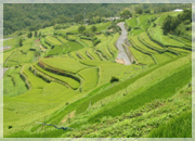 中山千枚田